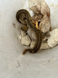 snake skin found in the air ducts of a Logan, Utah home